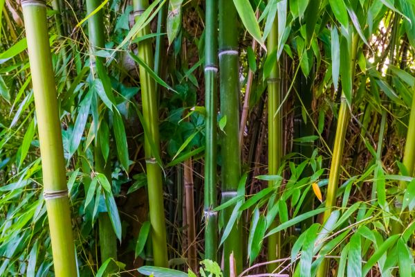 Cost of Bamboo Trimming in New Smyrna Beach