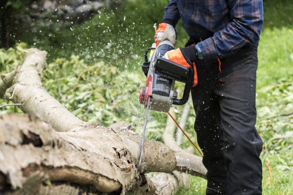 Cost of Branch Removal Service in New Smyrna Beach