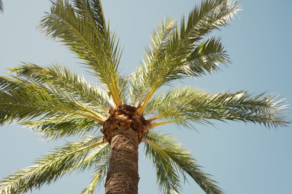 Palm Tree Pruning in New Smyrna Beach