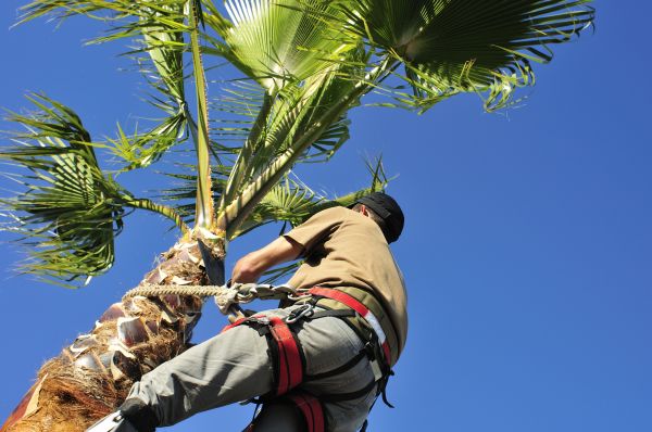 Palm Tree Trimming in New Smyrna Beach