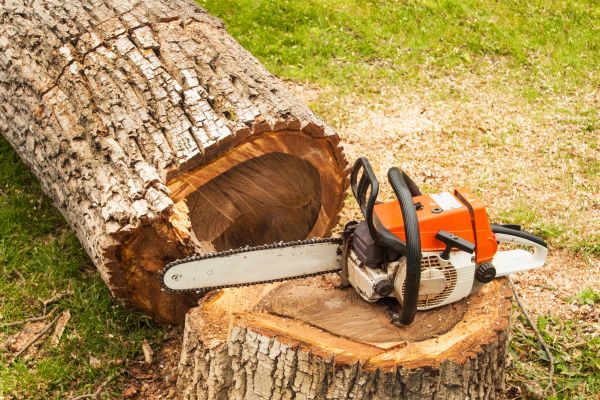 Tree Cutting Service in New Smyrna Beach