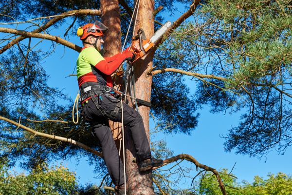 Tree Service in New Smyrna Beach