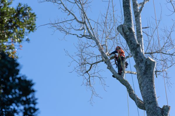 Cost of Tree Topping Service in New Smyrna Beach