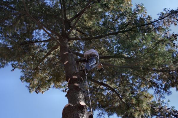Cost of Trimming Service in New Smyrna Beach