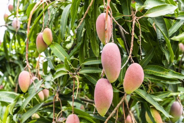 Cost of Mango Tree Trimming in New Smyrna Beach