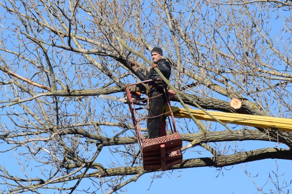 Cost of Emergency Tree Trimming in New Smyrna Beach