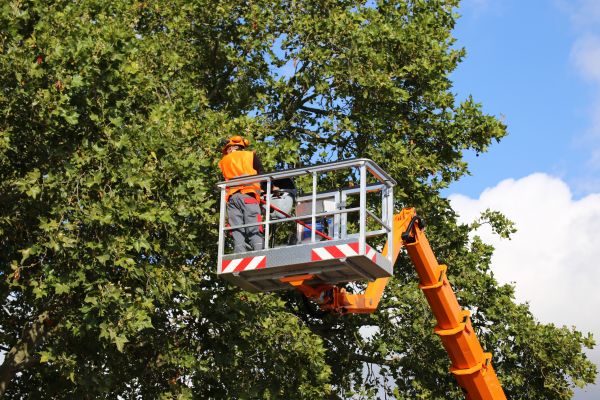 Commercial Tree Service in New Smyrna Beach