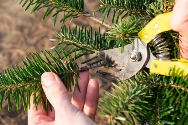 Pine Tree Pruning in New Smyrna Beach