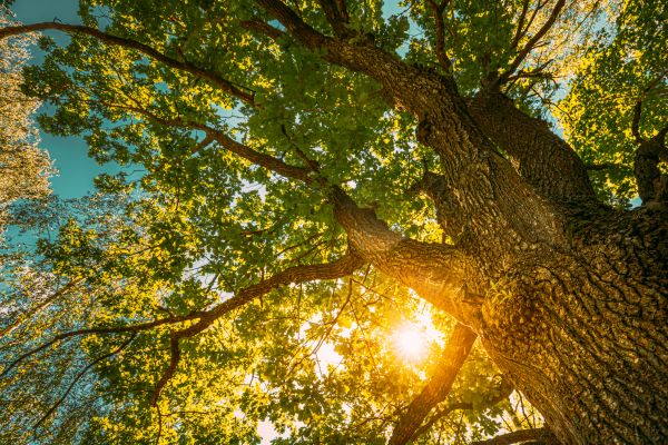 Cost of Oak Tree Pruning in New Smyrna Beach