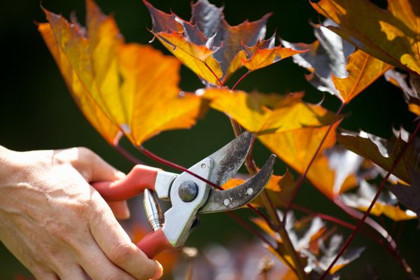 Cost of Maple Tree Pruning in New Smyrna Beach