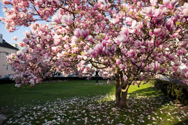 Cost of Magnolia Tree Pruning in New Smyrna Beach