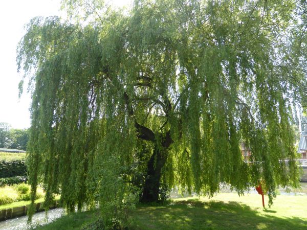 Cost of Willow Tree Trimming in New Smyrna Beach
