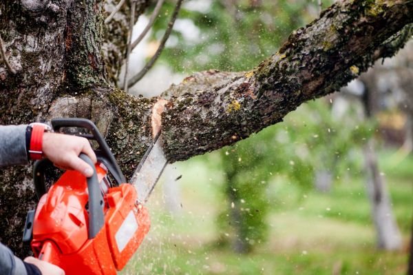 Cost of Tree Limbs Removal in New Smyrna Beach
