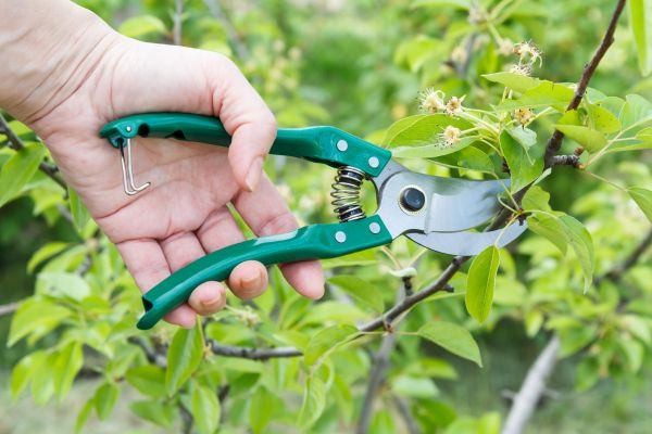 Cost of Pear Tree Pruning in New Smyrna Beach