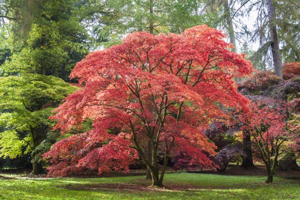 Japanese Maple Pruning in New Smyrna Beach