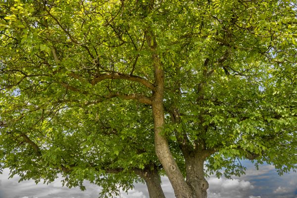Cost of Walnut Tree Trimming in New Smyrna Beach