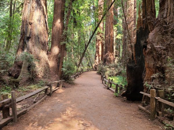 Cost of Redwood Tree Pruning in New Smyrna Beach