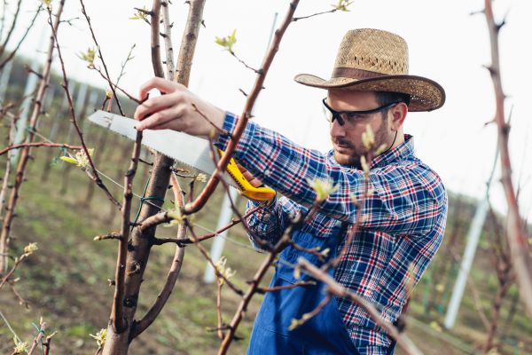 Cost of Orchard Tree Pruning in New Smyrna Beach