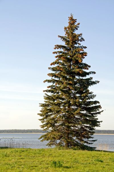 Cost of Spruce Tree Pruning in New Smyrna Beach