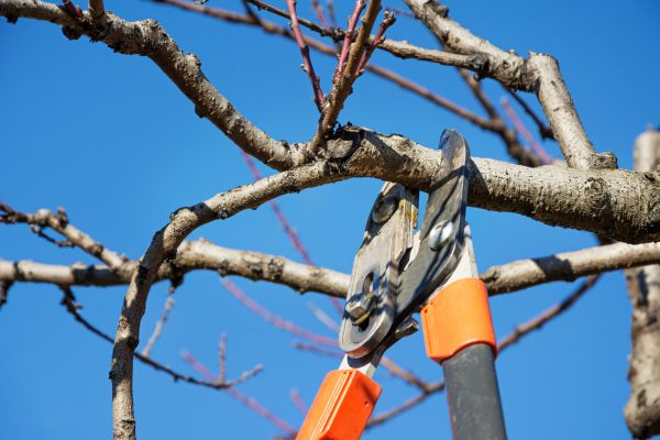 Peach Tree Trimming in New Smyrna Beach