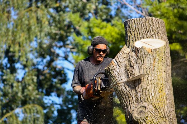 Cost of Ash Tree Pruning in New Smyrna Beach