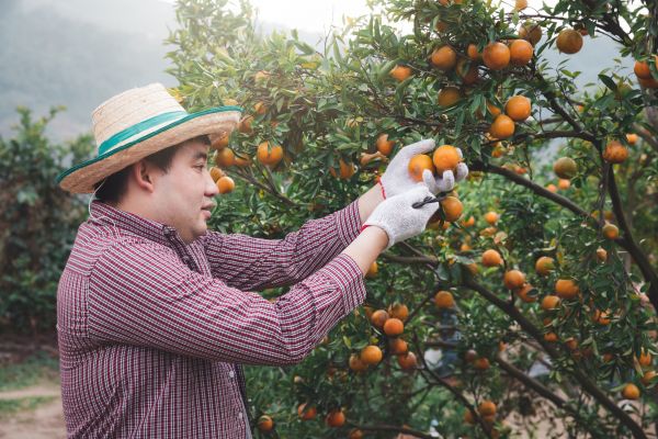 Cost of Orange Tree Pruning in New Smyrna Beach