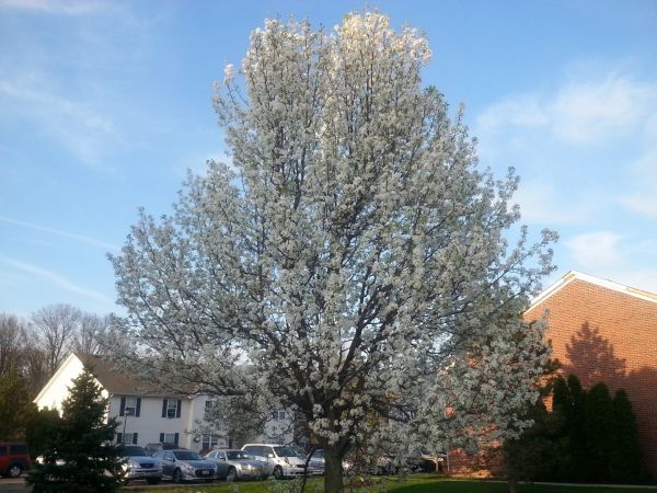 Cost of Bradford Pear Tree Pruning in New Smyrna Beach