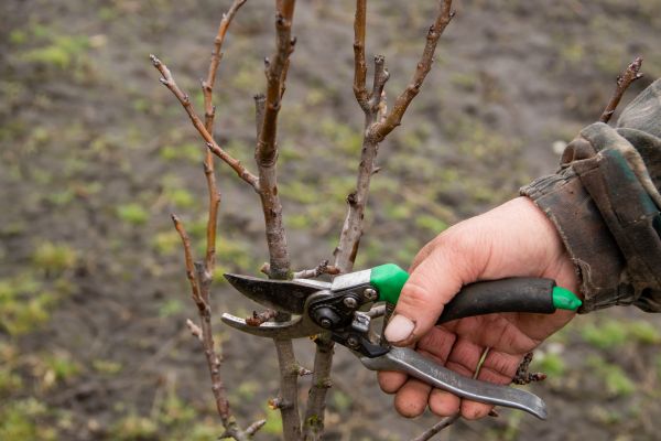 Cost of Pear Trees Pruning in New Smyrna Beach