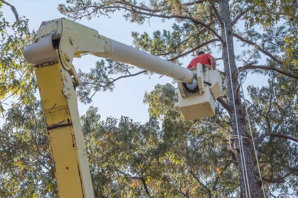 Cost of Limbs Trimming in New Smyrna Beach