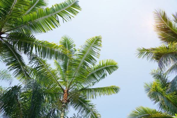 Cost of Queen Palm Tree Trimming in New Smyrna Beach