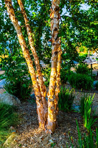 Cost of River Birch Trimming in New Smyrna Beach