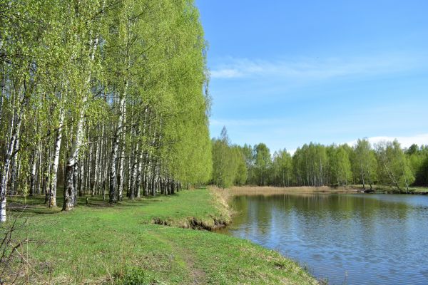 Cost of River Birch Pruning in New Smyrna Beach