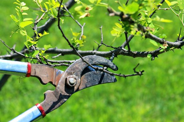 Cost of Branches Pruning in New Smyrna Beach