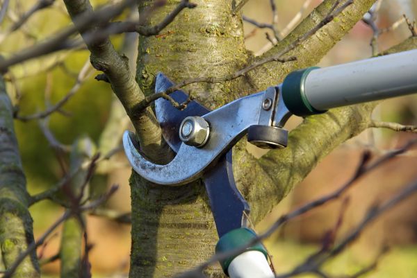 Cost of Tree Limb Trimming Service in New Smyrna Beach