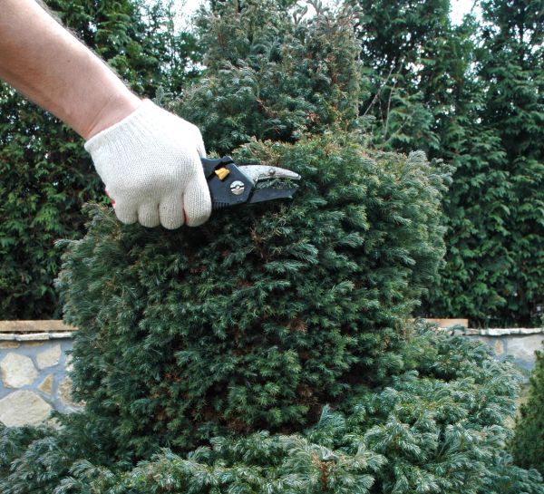 Cost of Ornamental Tree Trimming in New Smyrna Beach