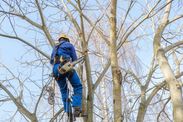 Cost of Large Tree Trimming in New Smyrna Beach