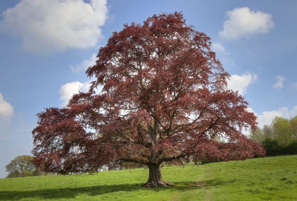 Cost of Beech Tree Pruning in New Smyrna Beach