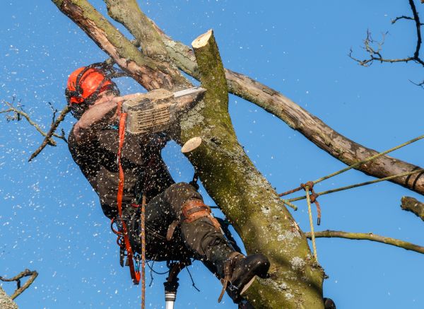 Tree Trimming Service in New Smyrna Beach
