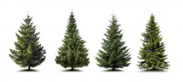 Cost of Pine Tree Trimming in New Smyrna Beach