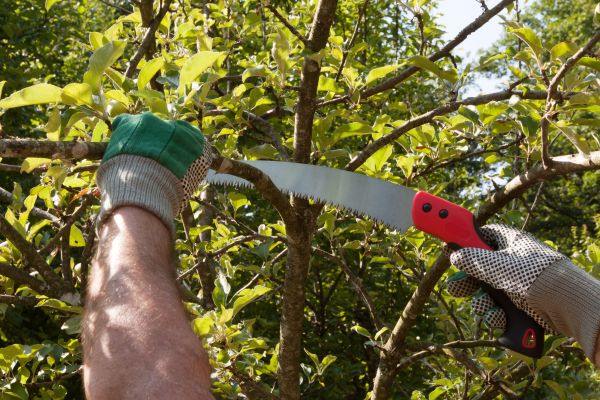 Apple Tree Trimming in New Smyrna Beach