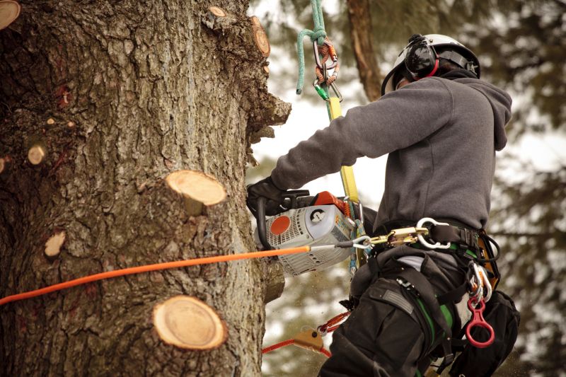 Trimming Large Trees