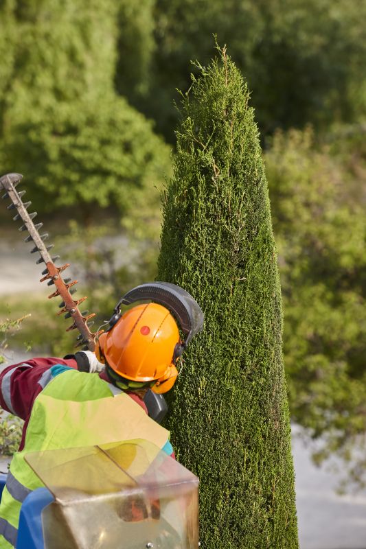Trimmed Tree with Clear Canopy