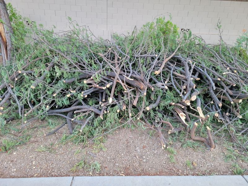 Trimmed Tree with Clear Canopy