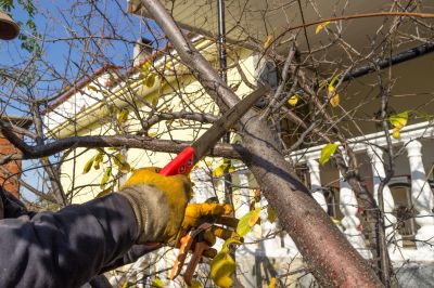 Winter Dormant Pruning